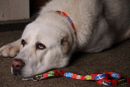 Collar With A Metal Buckle - Red Graffiti